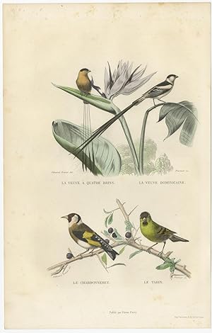 Antique Bird Print of the Goldfinch and Pin-Tailed Whydah by E. Travies (c.1860)