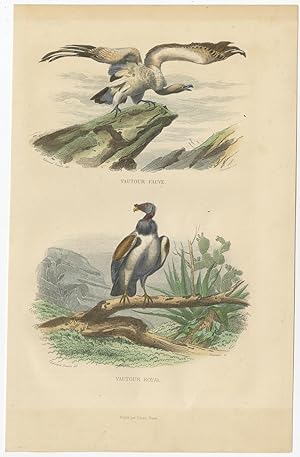 Antique Bird Print of Vultures (Birds of Prey) by E. Travies (c.1860)