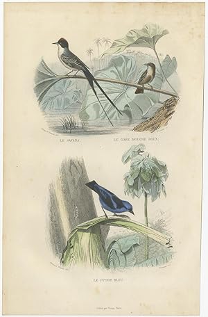 Antique Bird Print of Swallows by E. Travies (c.1860)