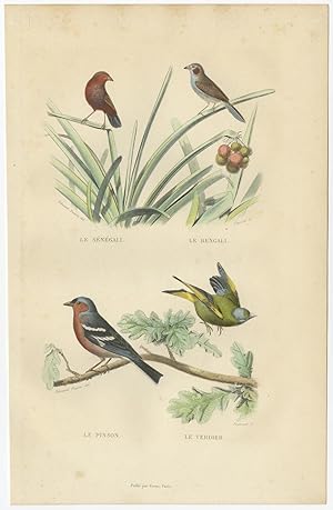 Antique Bird Print of Chaffinch and Greenfinch by E, Travies (c.1860)