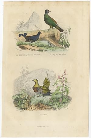 Antique Bird Print of a Grouse and Rooster by E. Travies (c.1860)