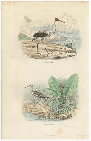 Antique Bird Print of a White Ibis and a Curlew by E. Travies (c.1860)