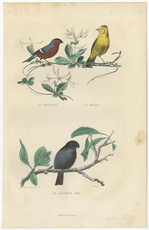 Antique Bird Print of Bullfinch and a Bunting Bird by E. Travies (c.1860)