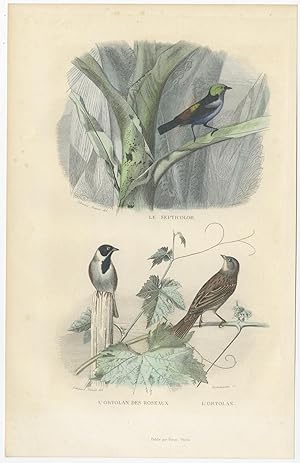 Antique Bird Print of Tanager and Ortolan by E. Travies (c.1860)