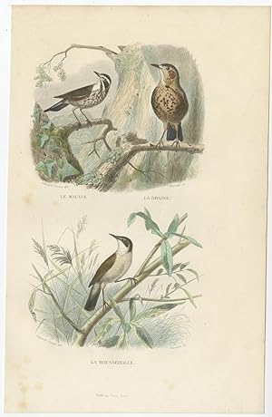 Antique Bird Print of a Redwing, Thrush and Warbler by E. Travies (c.1860)