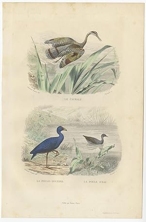 Antique Bird Print of a Sunbittern and various Hen by E. Travies (c.1860)