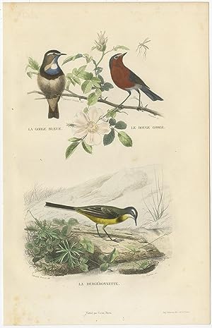 Antique Bird Print of Bluethroat, Redthroat and a Wagtail Bird by E. Travies (c.1860)