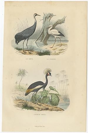 Antique Bird Print of a Crane, Stork and Crowned Crane by E. Travies (c.1860)