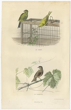 Antique Bird Print of a Canary and Linnet by E. Travies (c.1860)