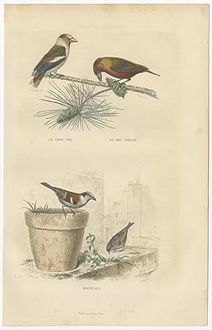 Antique Bird Print of various Beak and Sparrows by E. Travies (c.1860)