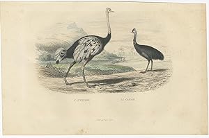 Antique Bird Print of an Ostrich and a Casuarius by E. Travies (c.1860)
