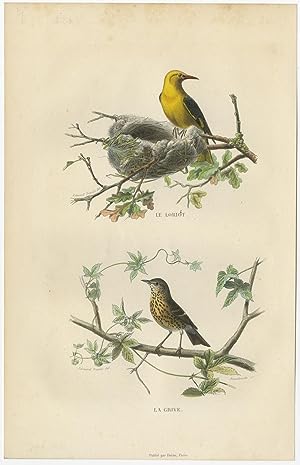 Antique Bird Print of an Oriole and Thrush by E. Travies (c.1860)