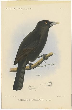 Antique Bird Print of an Ecuadorian Cacique by A.J.C. Dubois (c.1888)