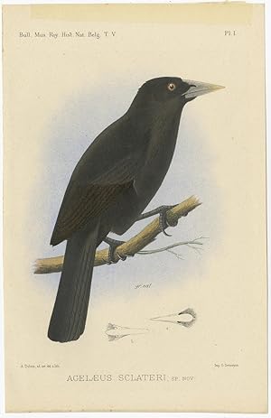 Antique Bird Print of an Ecuadorian Cacique II by A.J.C. Dubois (c.1888)