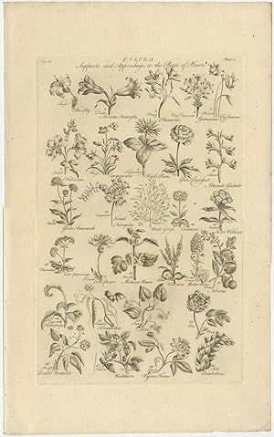 Antique Botany Print of various Plants (c.1790)
