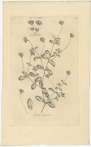 Antique Botany Print of the Sky-Flower (c.1790)