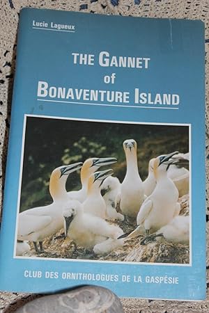 The Gannet of Bonaventure Island