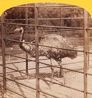 Seller image for [NATURAL HISTORY] Emu for sale by Douglas Stewart Fine Books