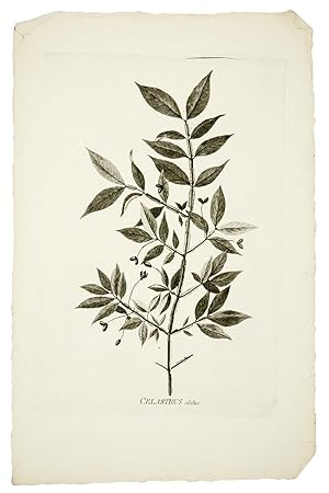 Icones Plantarum Japonicarum, quas in insulis Japonicis annis 1775 et 1776 collegit et descripsit.