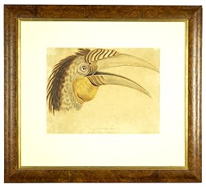 Buceros plicatus Lath. (Wreathed Hornbill), Watercolour on paper c.1827-1837, 25.5 x 33.5 cm - vi...