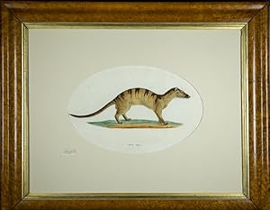 Bild des Verkufers fr Banded Palm Civet Cat (Viverra boiei). Watercolour on paper 25.4 x 39.1 cm - visible image size; 30.0 x 46.0 cm - actual sheet size; 63.0 x 77.3 cm - frame size. In 19th century burr walnut frame. zum Verkauf von Antiquariaat Junk