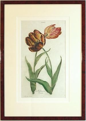 Tulipa II. La Solitaire brune