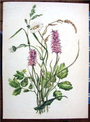 Geflecktes Knabenkraut (einheimische Orchide und Wiesenblüten).