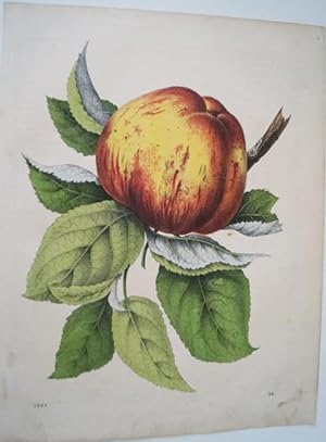 Botanik. Original Farblithographie . 1861