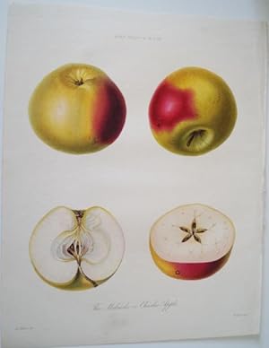 The Malcarle or Charles Apple. Original Chromolithographie nach Withers / W.Clark um 1850