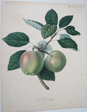 The Ord Apple. Original Chromolithographie . 1821