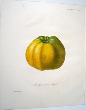 The Gravenstein Apple. Original Chromolithographie nach W. Hooker