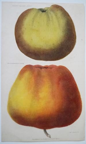 Apfel. Huton Square Apple. Incomparable Apple. Parkin Original Aquatinta 1850