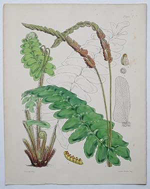 1859 Fern Anemia Collina Hill Anemia Hand Coloured Botanical Print by Fitch