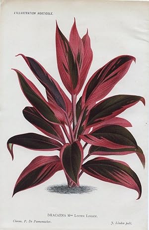 1886 DRACAENA Mme LUCIEN LINDEN Genuine Antique Botanical Print LINDEN