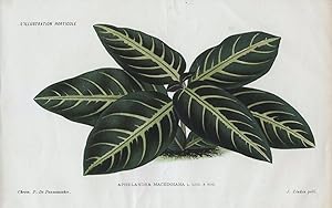 1886 APHELANDRA MACEDOIANA Genuine Antique Botanical Print LINDEN