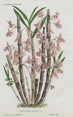 1885 DENDROBIUM HASSELTI ORCHIDS Genuine Antique Botanical Print LINDEN