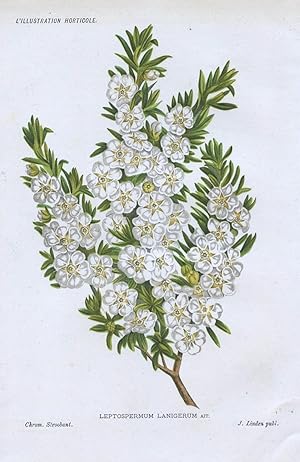 1885 LEPTOSPERMUM LANIGERUM Genuine Antique Botanical Print LINDEN