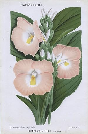 1883 CIENKOWSKIA KIRKI Genuine Antique Botanical Print LINDEN