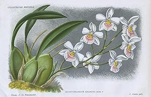 1885 ODONTOGLOSSUM KRAMERI ORCHIDS Genuine Antique Botanical Print LINDEN