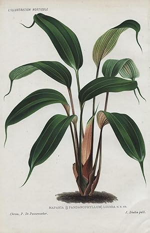1885 MAPANIA (PANDANOPHYLLUM) LUCIDA Genuine Antique Botanical Print LINDEN