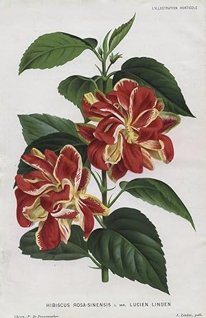 1882 HIBISCUS ROSA-SINENSIS Genuine Antique Botanical Print LINDEN