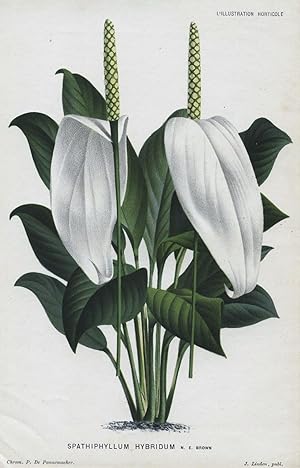1882 SPATHIPHYLLUM HYBRIDUM Genuine Antique Botanical Print LINDEN