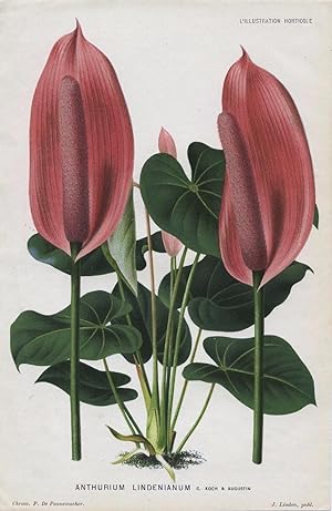 1882 ANTHURIUM LINDENIANUM Genuine Antique Botanical Print LINDEN