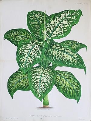 1883 DIEFENBACHIA MAGNIFICA Genuine Antique Botanical Print LINDEN