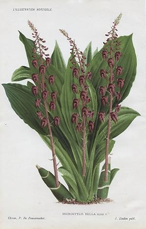 1886 MICROSTYLIS BELLA Orchid Genuine Antique Botanical Print LINDEN