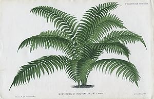 1882 NEPHRODIUM RODIGASIANUM Genuine Antique Botanical Print LINDEN