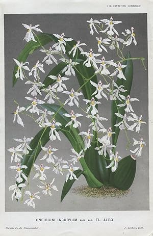 1882 ONCIDIUM INCURVUM Orchid Genuine Antique Botanical Print LINDEN