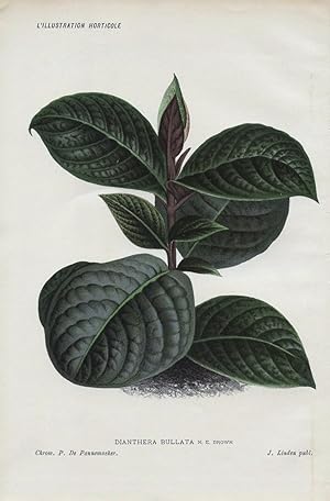 1886 DIANTHERA BULLATA Genuine Antique Botanical Print LINDEN