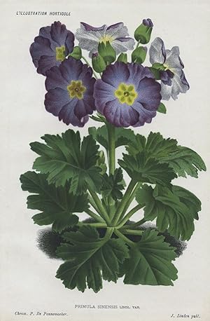1885 PRIMULA SINENSIS PRIMROSE Antique Botanical Chromolithograph Print LINDEN