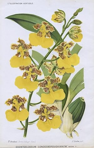 1883 ODONTOGLOSSUM LONDESBOROUGHIANUM Orchid Antique Botanical Print LINDEN